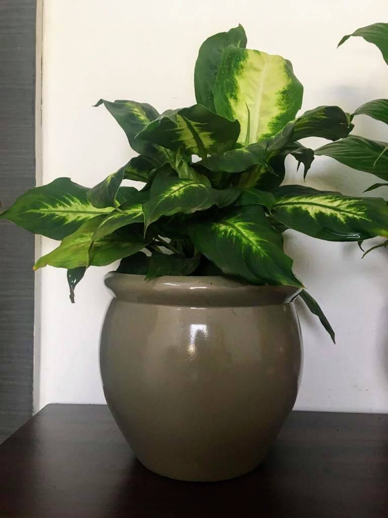 Indor Planter