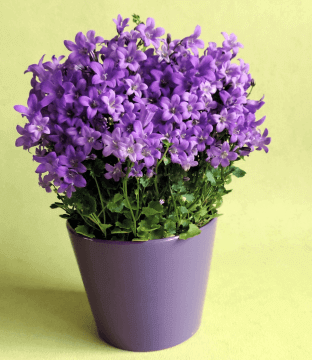 pot2
