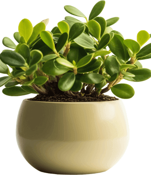pot3