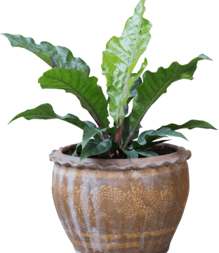 pot8
